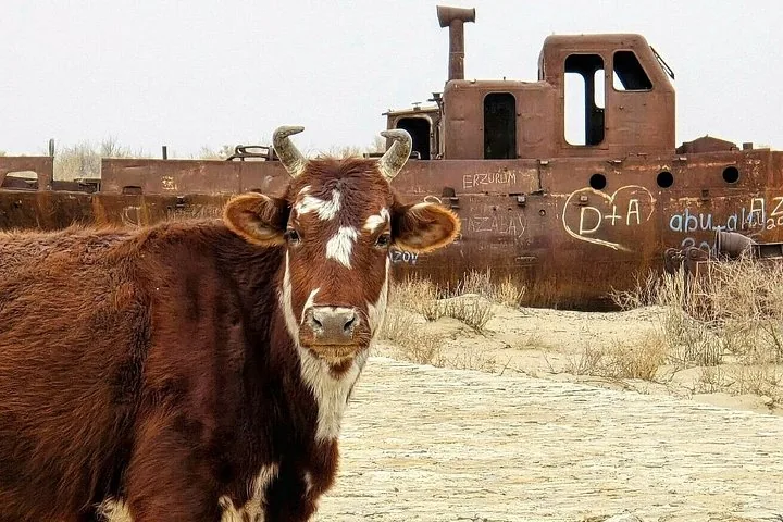 A brown and white cow stands in front of a rusted ship covered in graffiti.