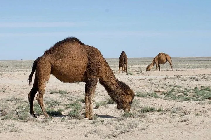 Camels grazing on sparse vegetation in a flat desert landscape